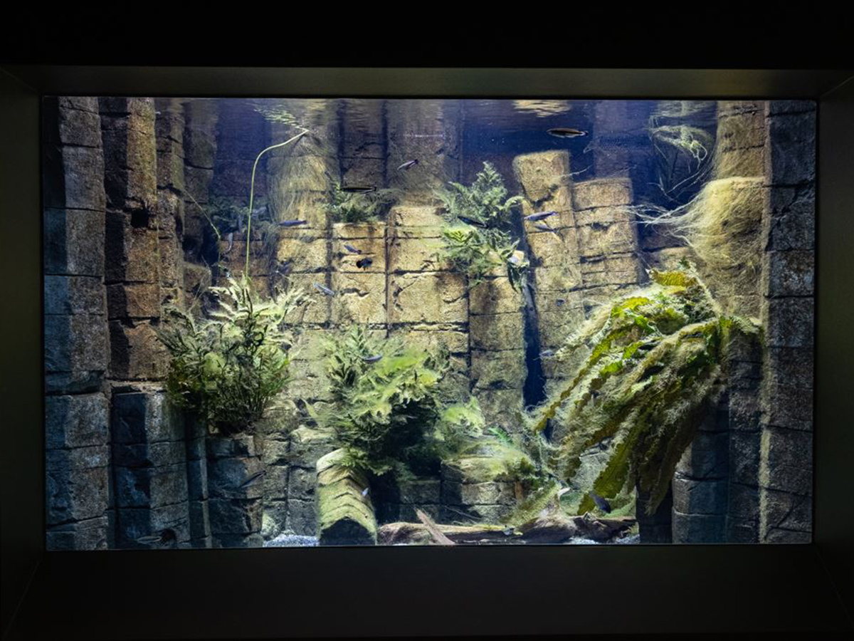 CC fish are also found at Leipzig Zoo There Ptychochromis loisellei and Bedotia madagascariensis swim in a common aquarium. | Zoo Leipzig